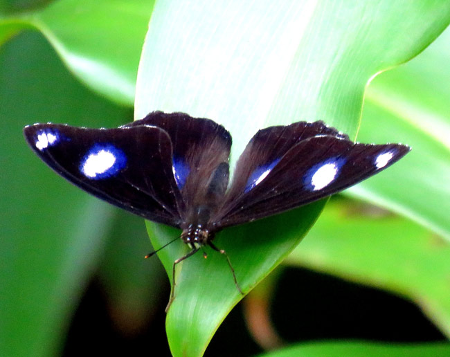 幸せの青い蝶「ユリシス」を求めて 豪キュランダの旅３：時事ドットコム