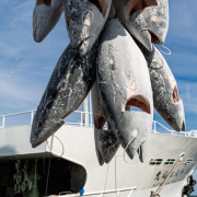 「人気隠れ１位」高級魚ミナミマグロの価格急落、ほとんどの漁船が赤字に【大漁！水産部長の魚トピックス】