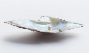 アコヤガイで育てられた真珠（ミキモト提供）