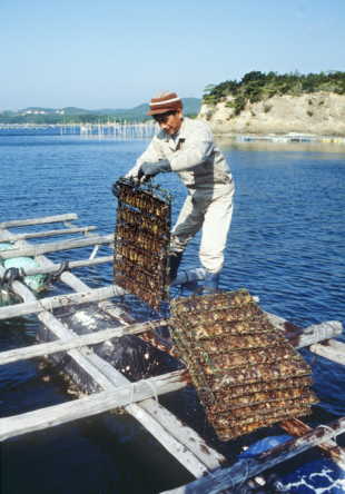 真珠の養殖の様子＝１９８６年撮影、三重県の英虞湾【時事通信社】