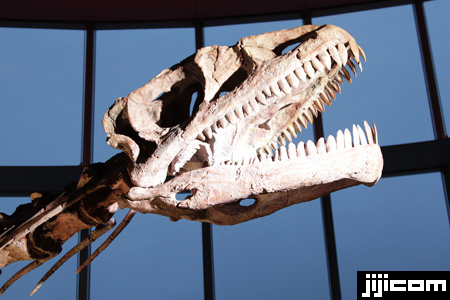 レッセムサウルスの骨格。全長約１８…：六本木上空の恐竜ミュージアム 写真特集：時事ドットコム