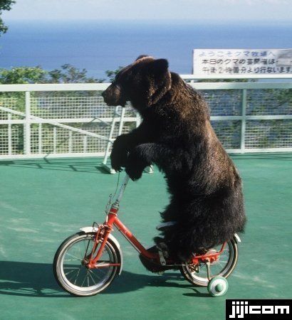 人気者のクマ「アキナ」の自転車乗り（北…：日本・世界のテーマパーク 