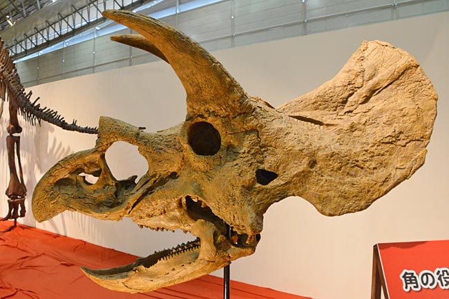 白亜紀後期に北米に生息していたとされる草食恐竜「トリケラトプス」の頭骨。頭部に生えた角を武器に、肉食恐竜ティラノサウル…