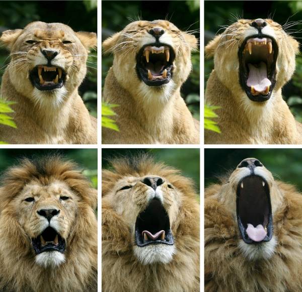 ライオンのあくび。雄ライ…：ライオン、トラ、ジャガー 世界の肉食獣 
