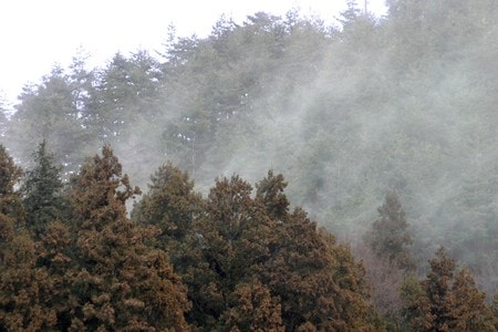 風に乗って飛散するスギ花粉（資料写真）