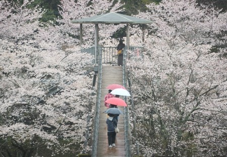 つり橋を包み込むように咲く市房ダムの桜＝２３日、熊本県水上村
