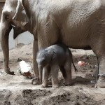 ゾウの赤ちゃん誕生　柵越し飼育で国内初―札幌
